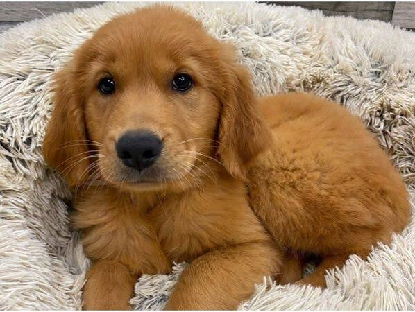Biscuit