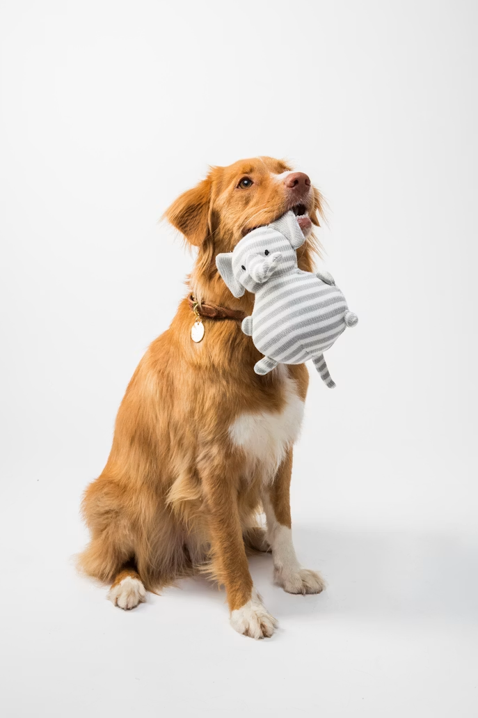 Oak & Ember Retrievers kennel story